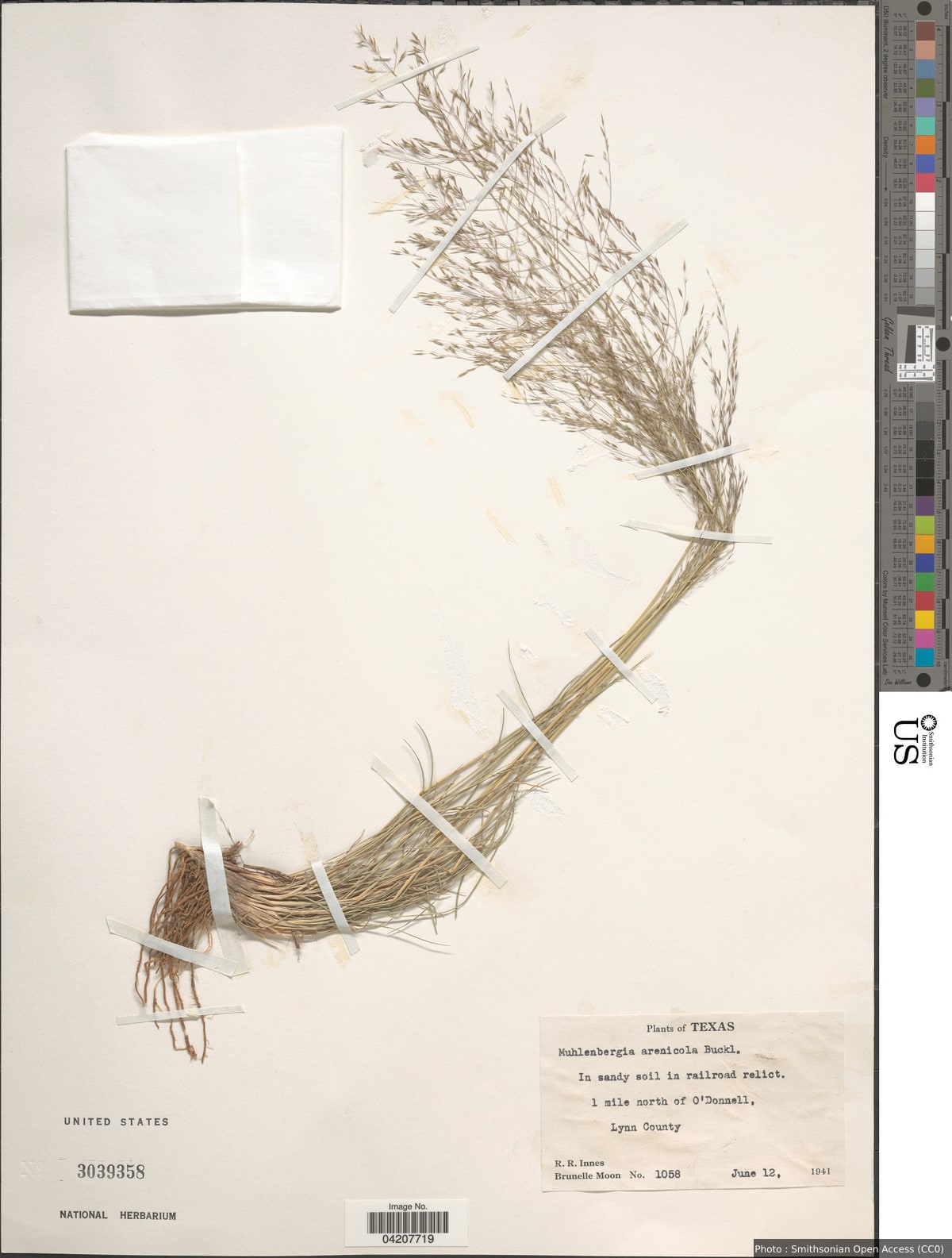 Muhlenbergia arenicola Buckley