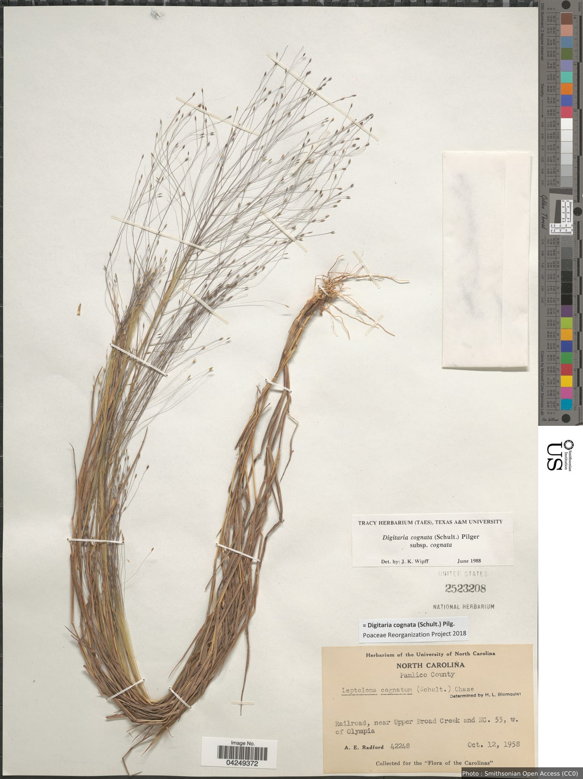 Digitaria cognata (Scult.) Pilg.