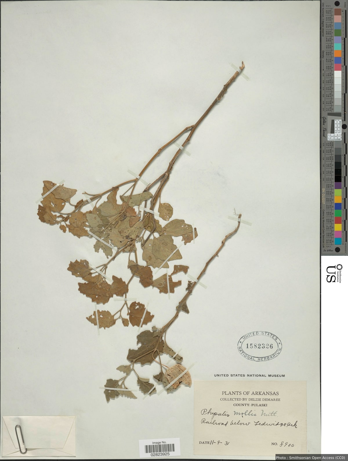Physalis mollis Nutt.