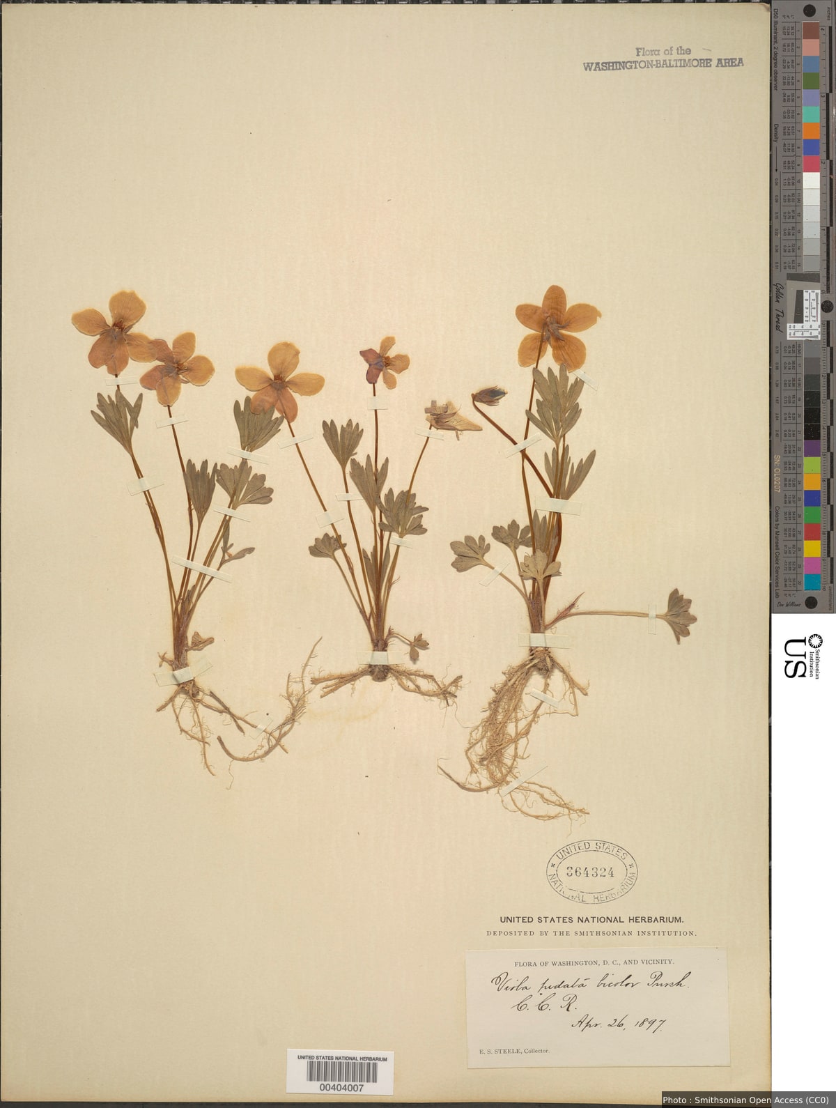 Viola pedata L.
