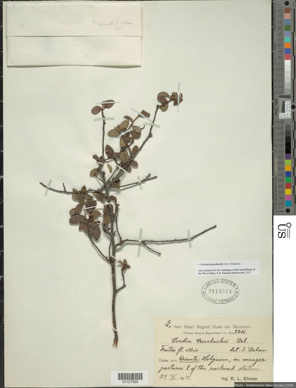 Varronia grisebachii (Urb.) Moldenke