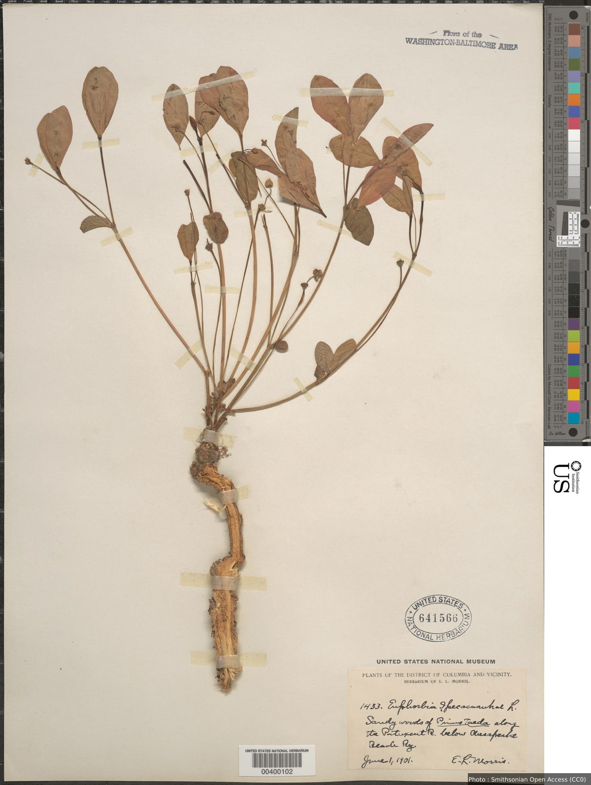 Euphorbia ipecacuanhae L.