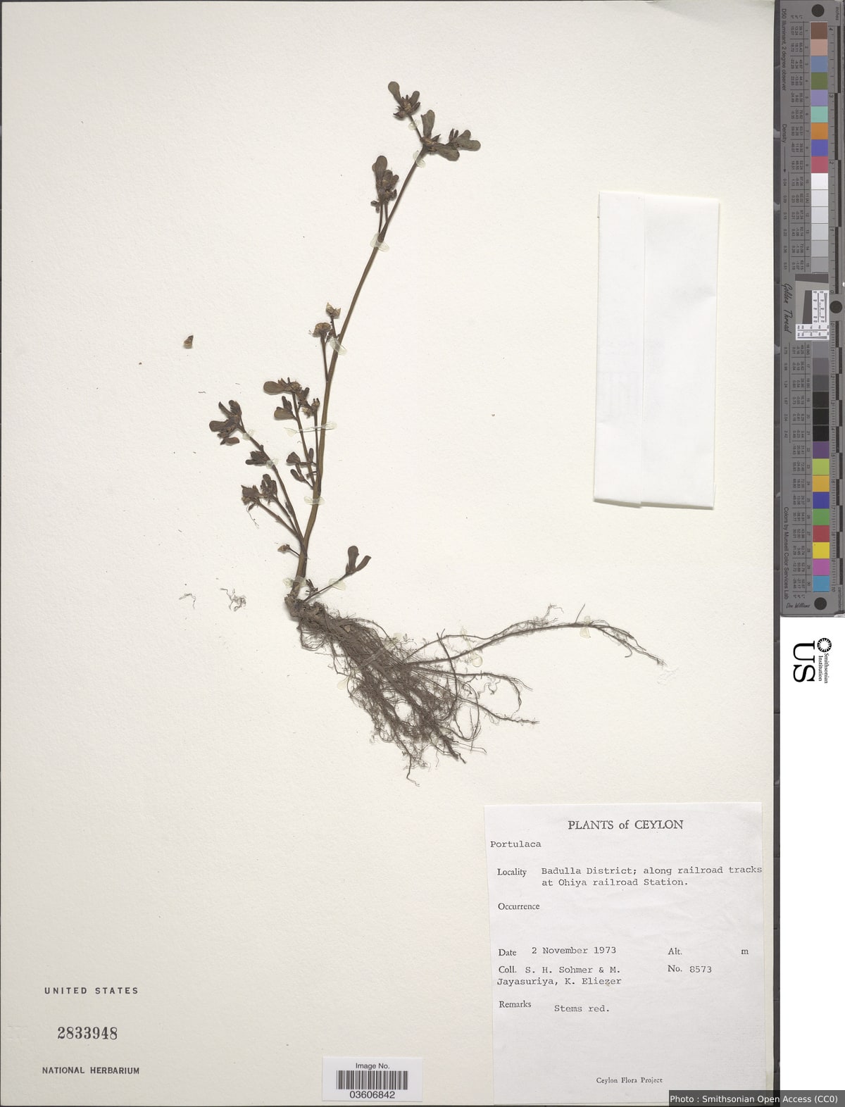 Portulaca sp.