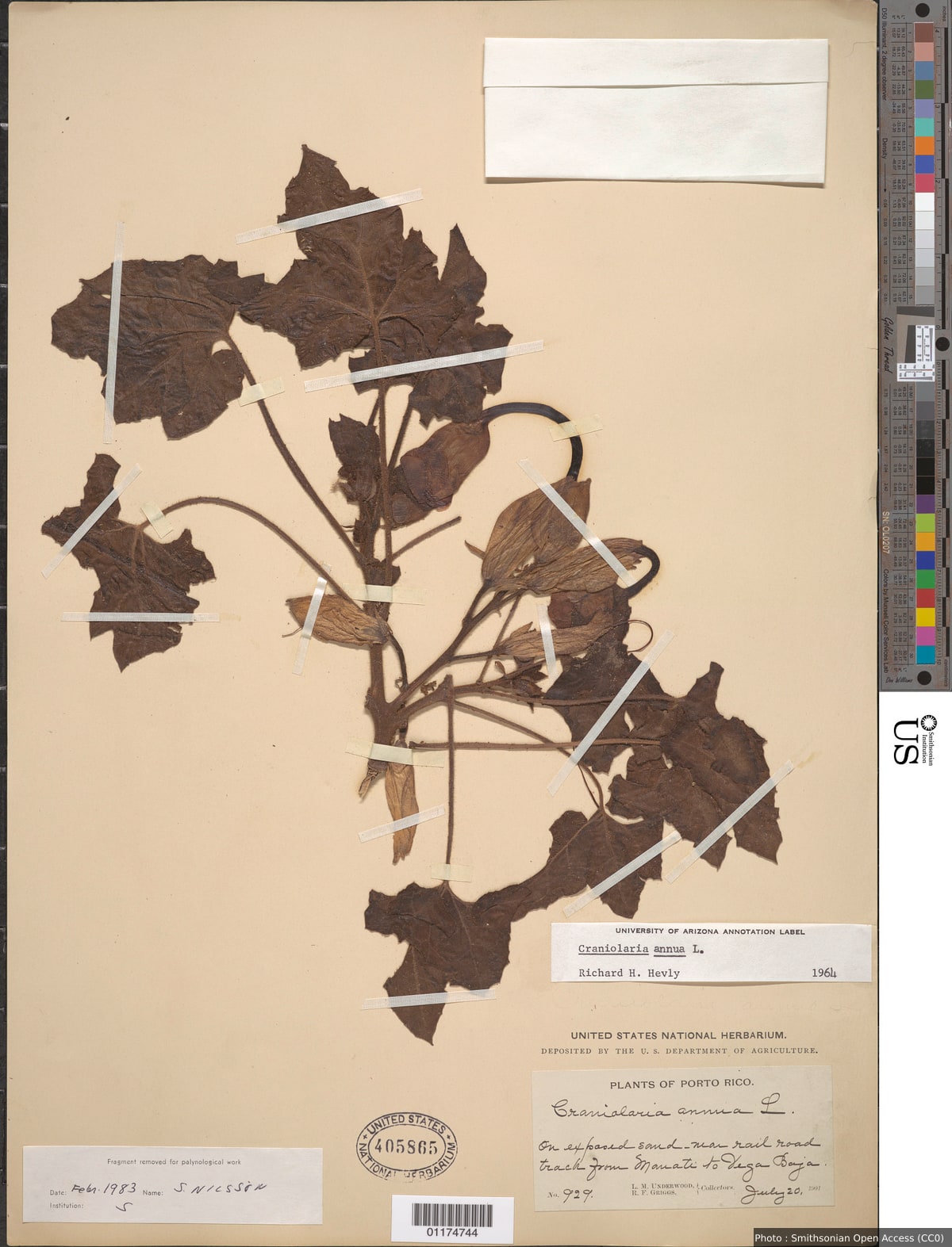 Craniolaria annua L.