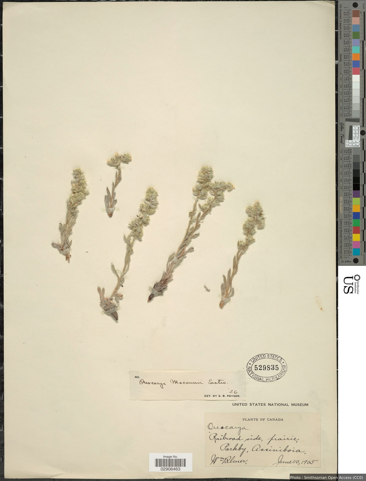 Oreocarya macounii Eastw.