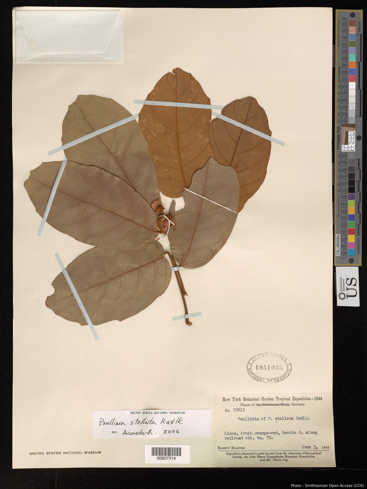 Paullinia stellata Radlk.