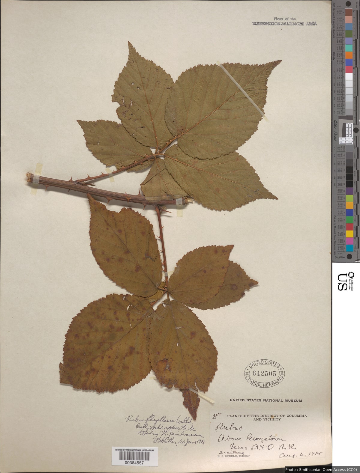 Rubus flagellaris Willd.