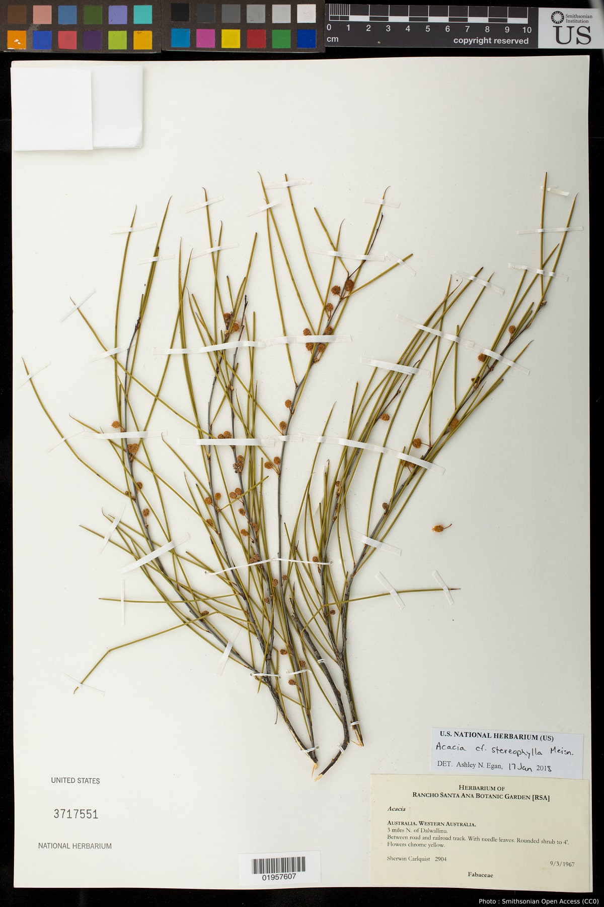 Acacia stereophylla Meissner