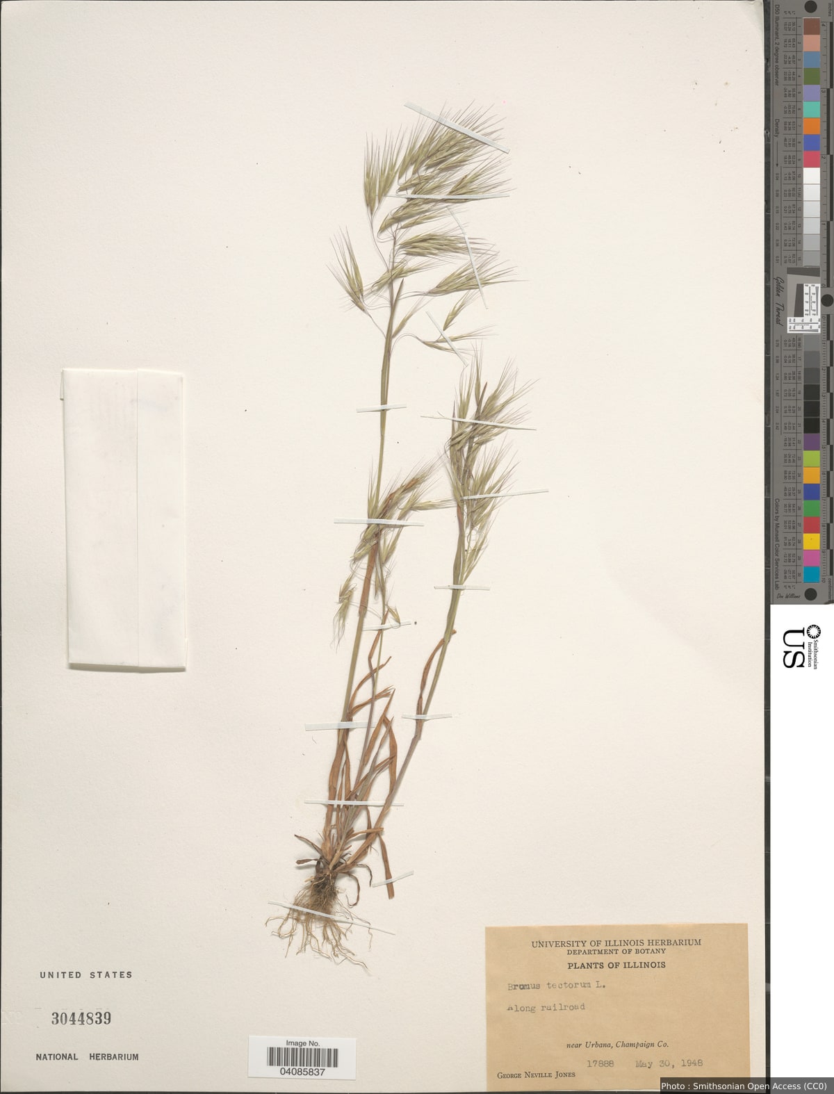 Bromus tectorum L.