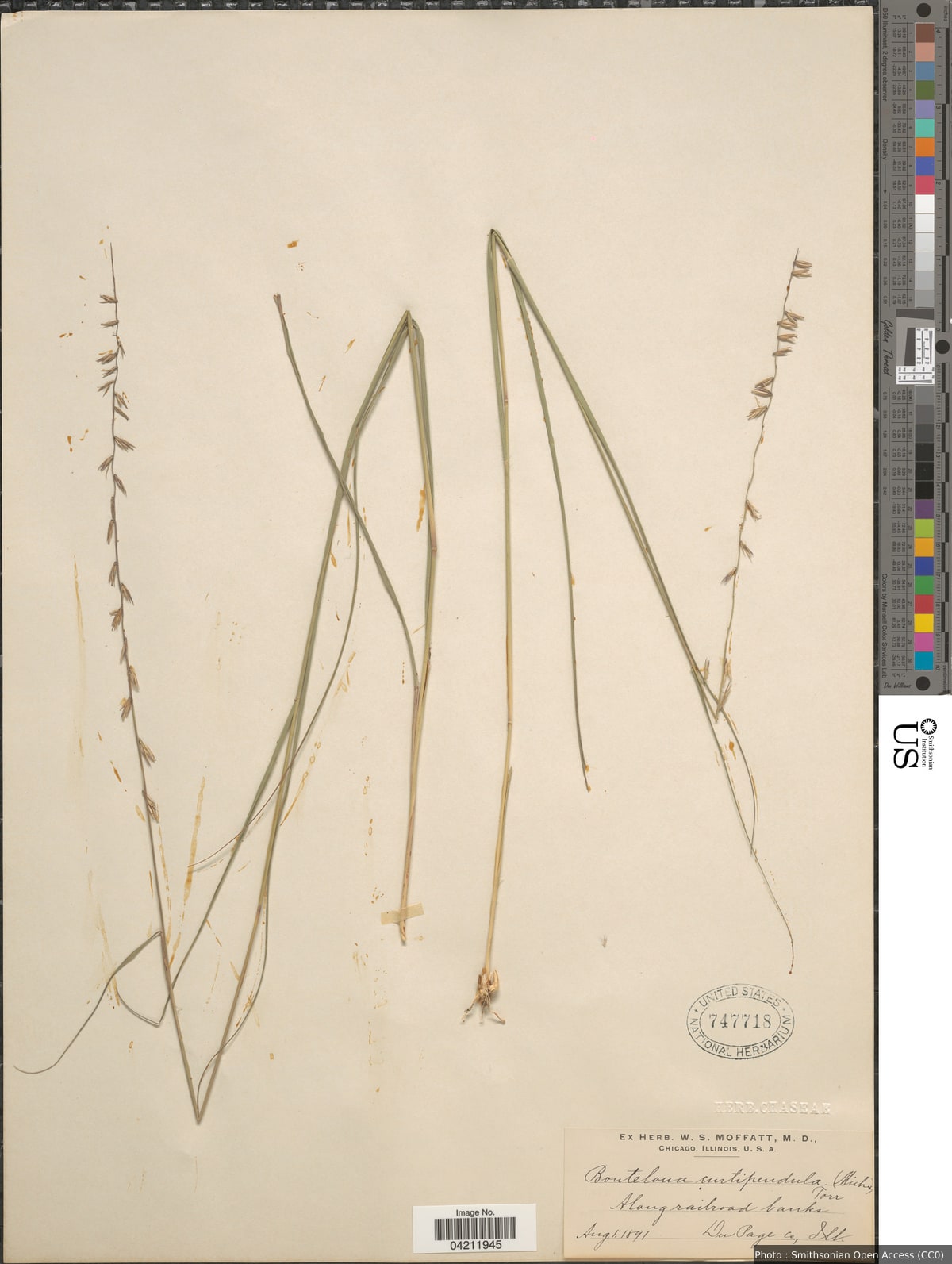Bouteloua curtipendula (Michx.) Torr.