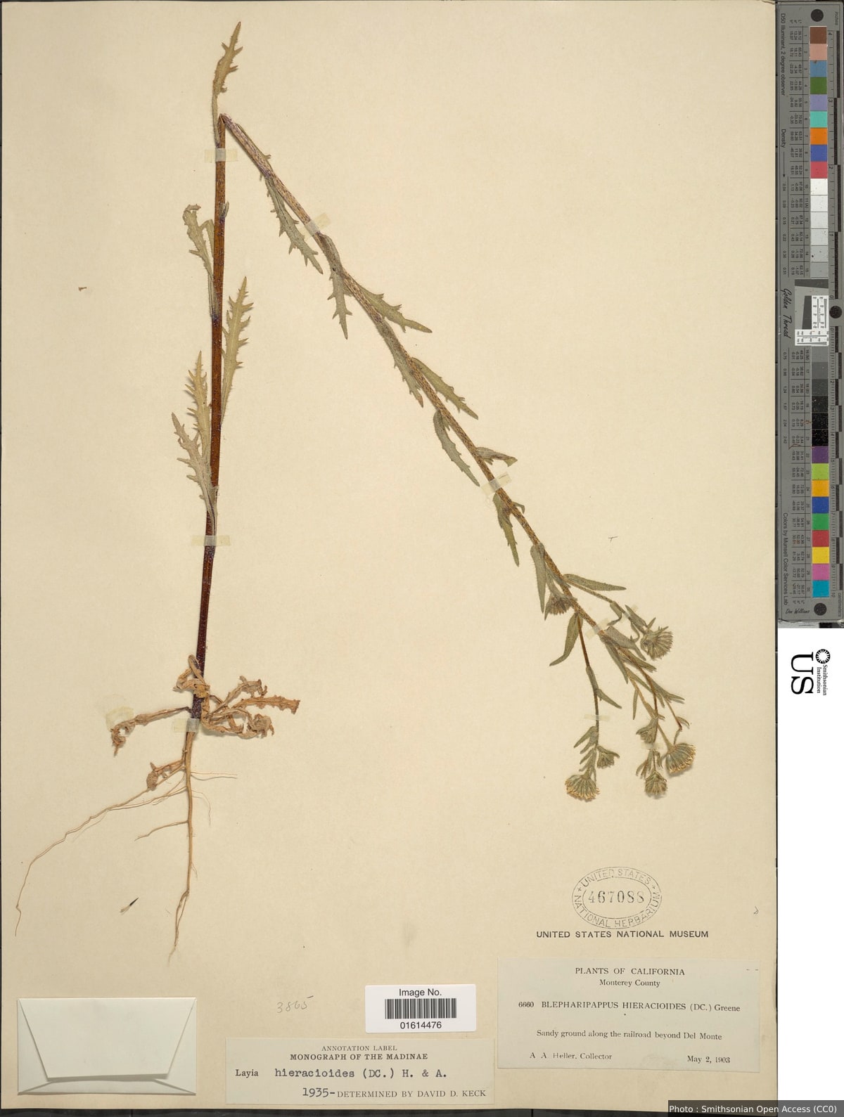Layia hieracioides (Hook. & Arn.) DC.