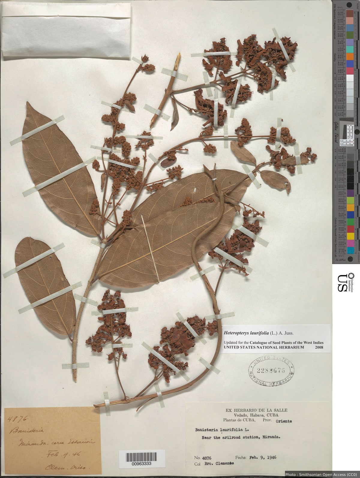 Heteropterys laurifolia (L.) A. Juss.