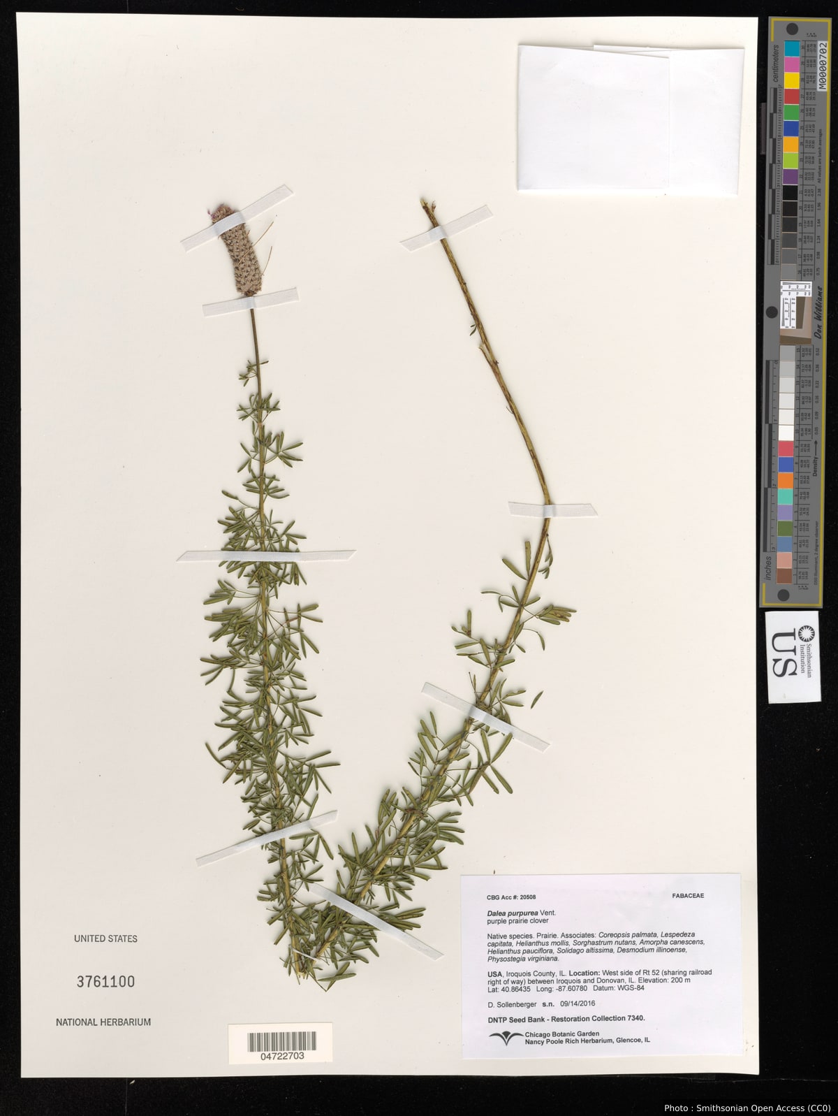 Dalea purpurea Vent.