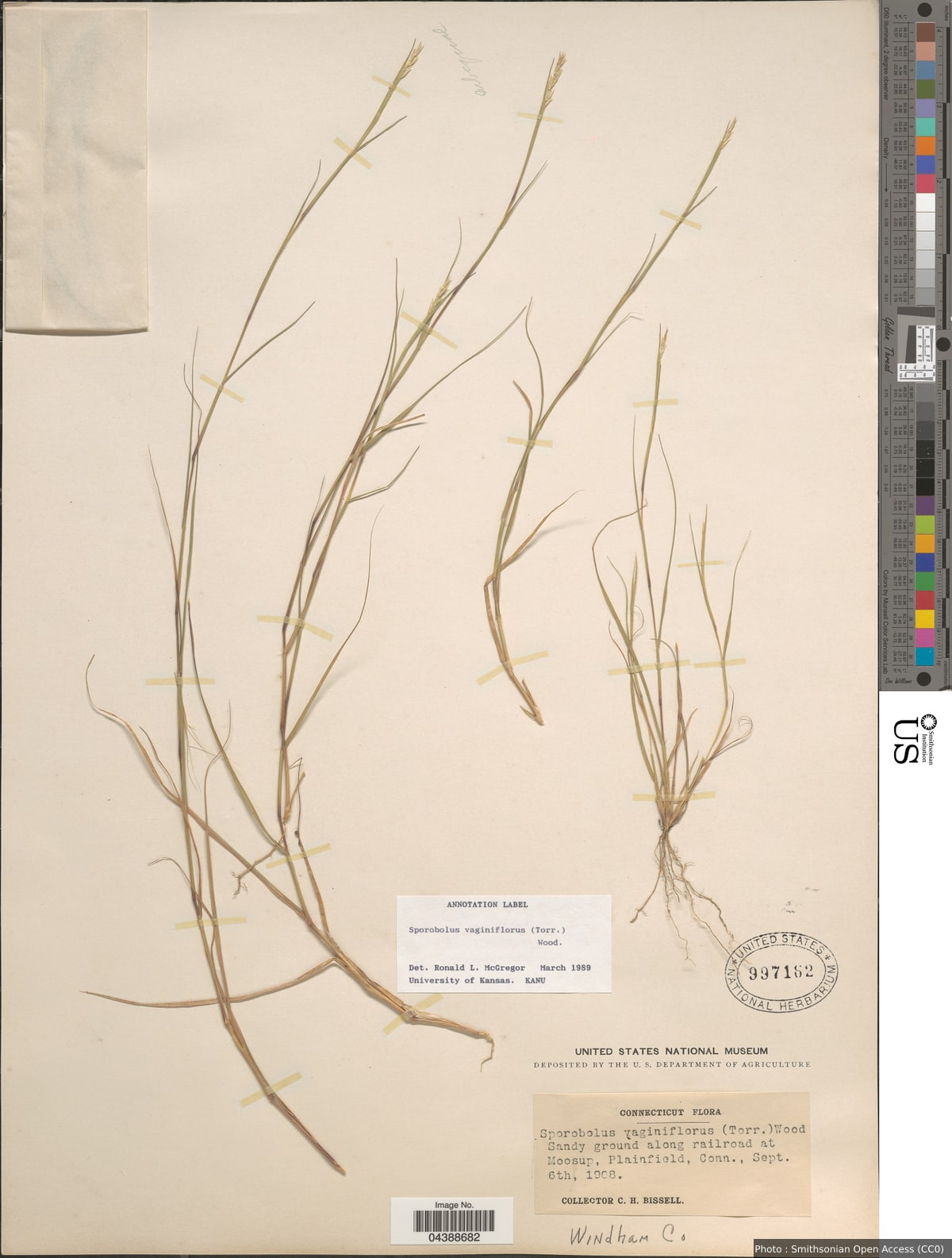 Sporobolus vaginiflorus (Torr. ex A. Gray) Alph. Wood