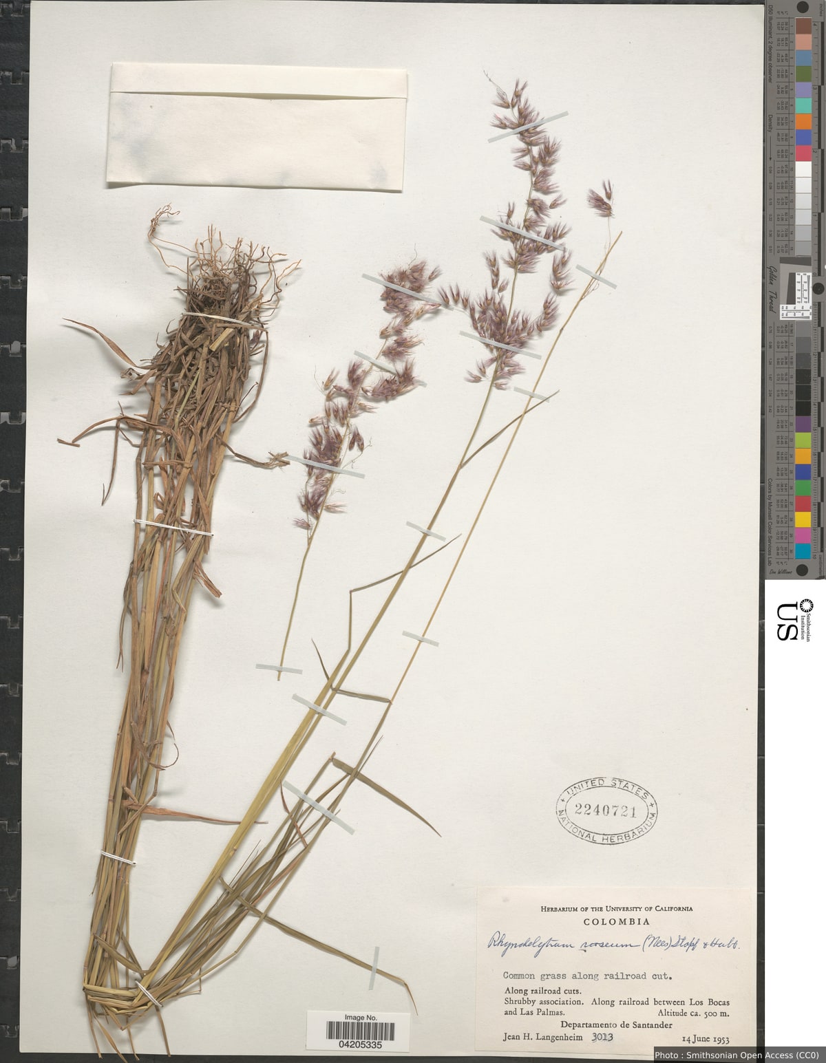 Melinis repens (Willd.) Zizka