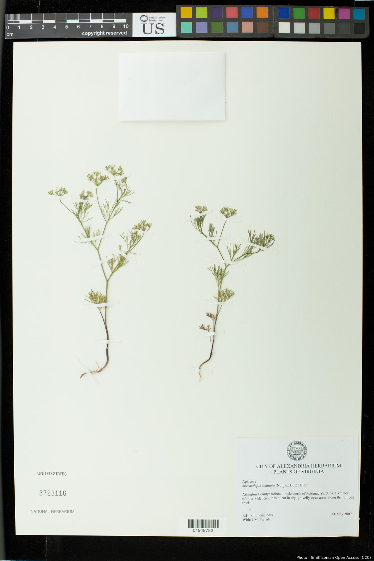 Spermolepis echinata (Nutt. ex DC.) A. Heller