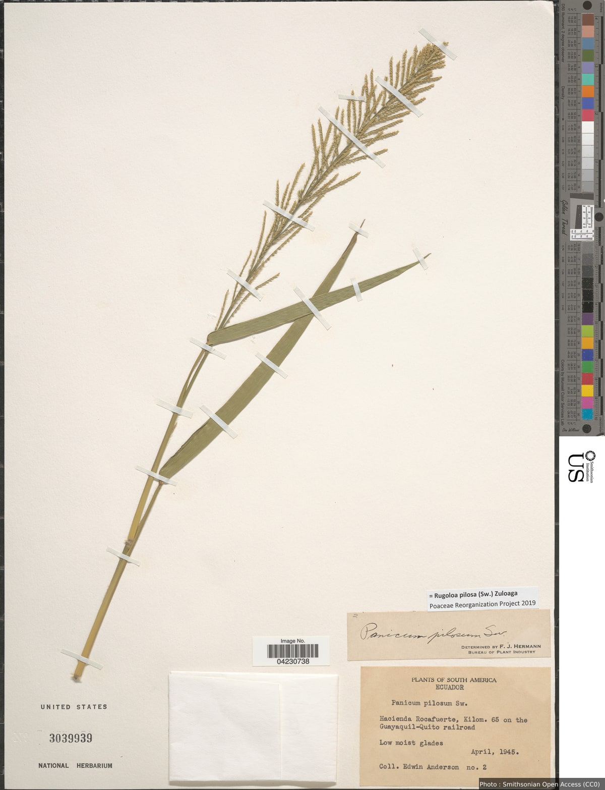 Rugoloa pilosa (Sw.) Zuloaga