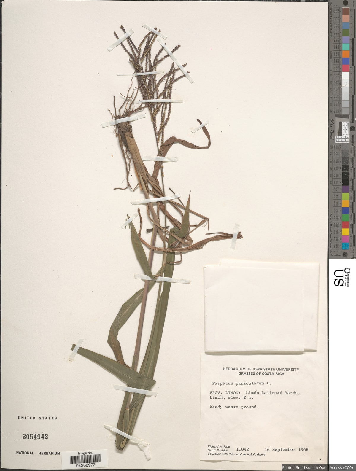 Paspalum paniculatum L.