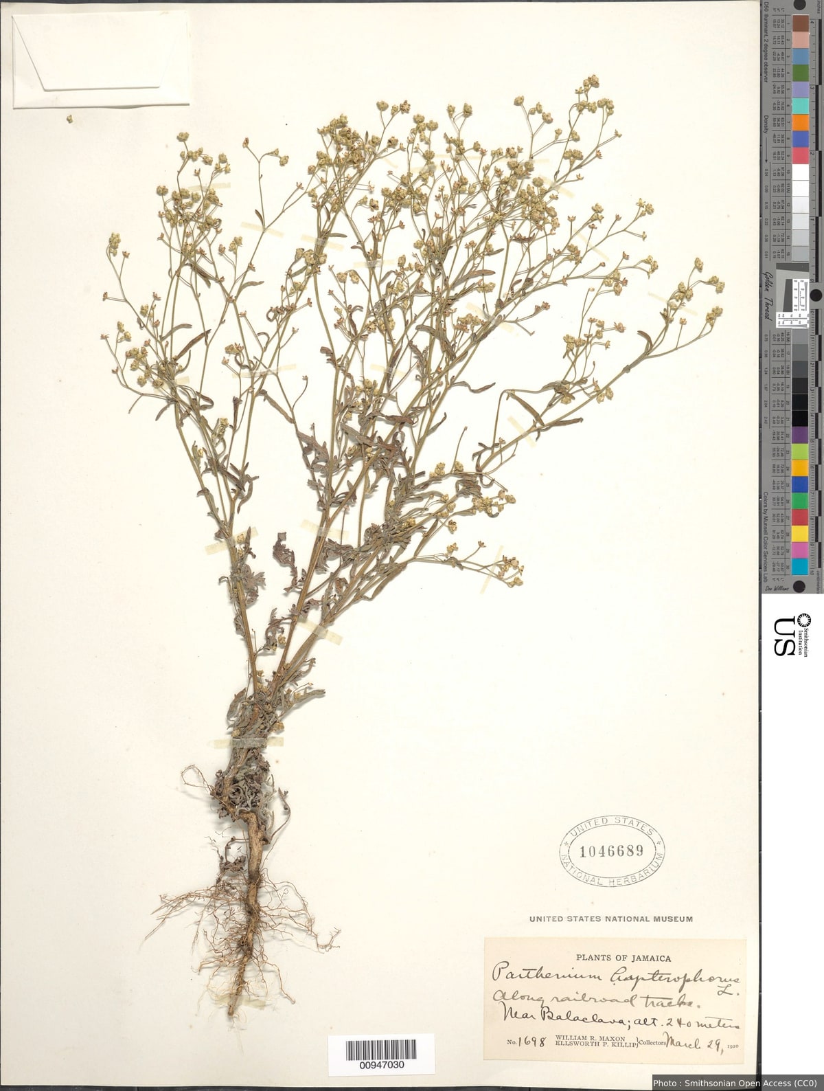 Parthenium hysterophorus L.