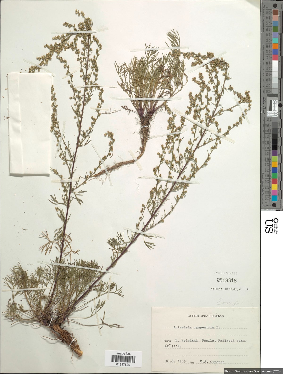Artemisia campestris L.