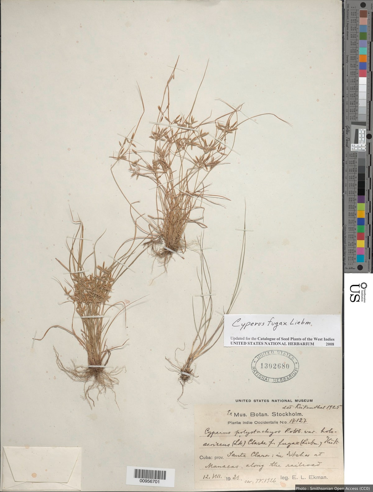 Cyperus fugax Liebm.