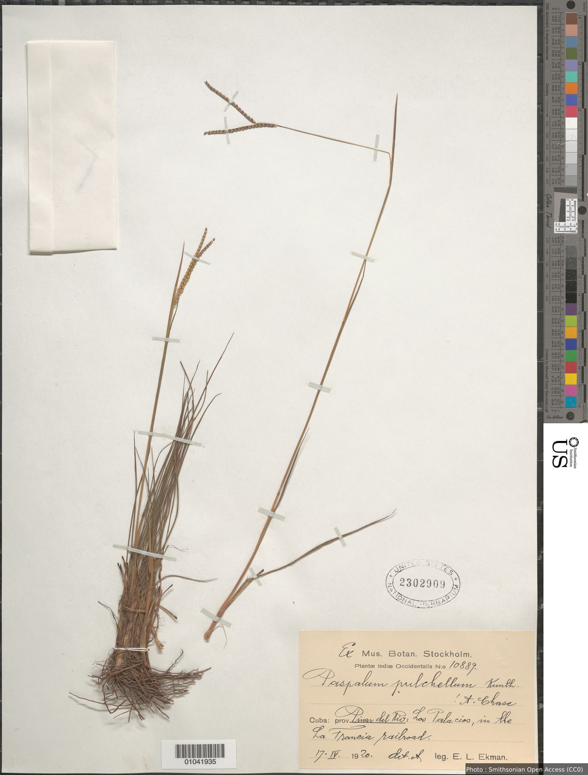Paspalum pulchellum Kunth