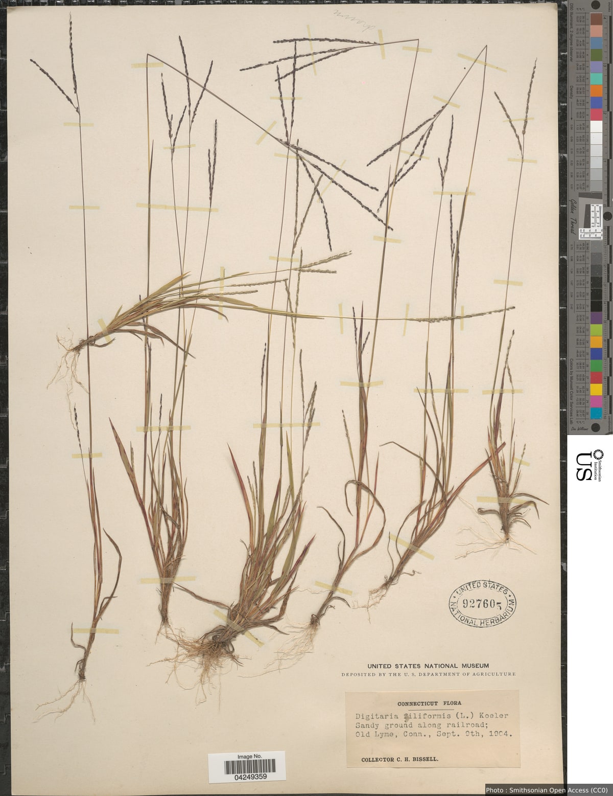 Digitaria filiformis (L.) Koeler