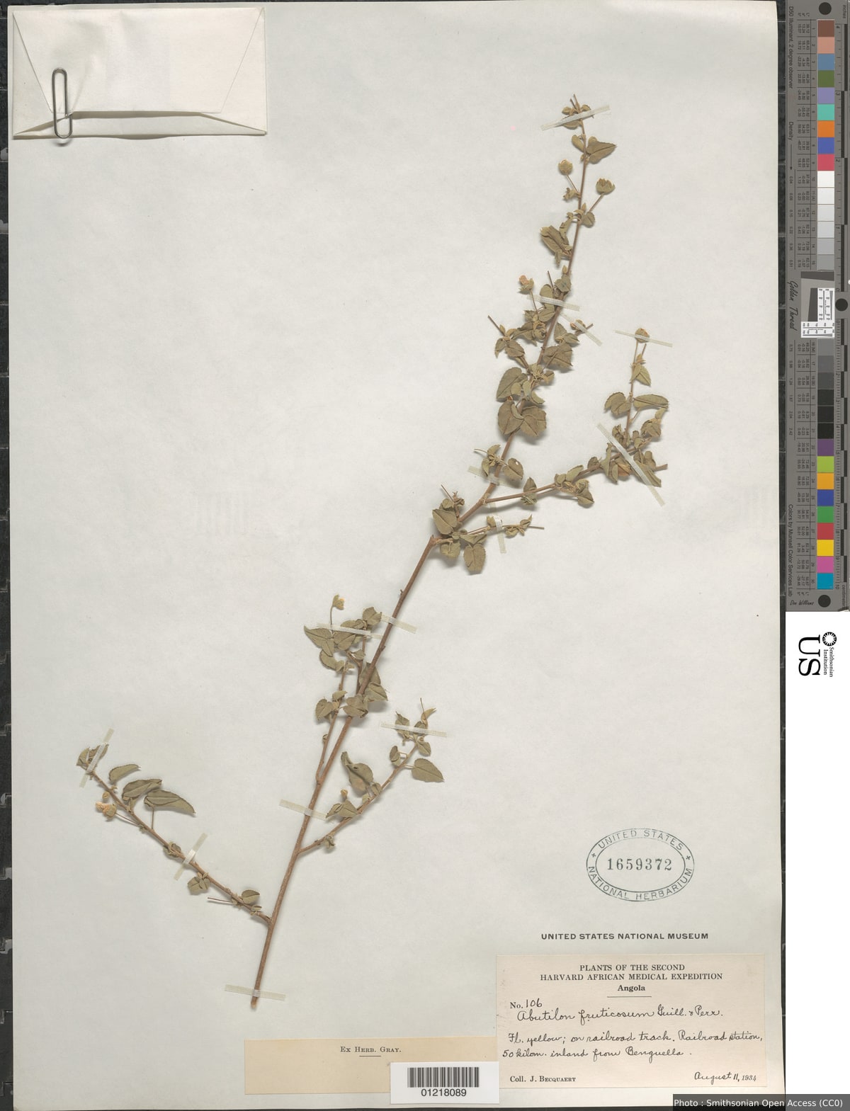 Abutilon fruticosum Guill. & Perr.