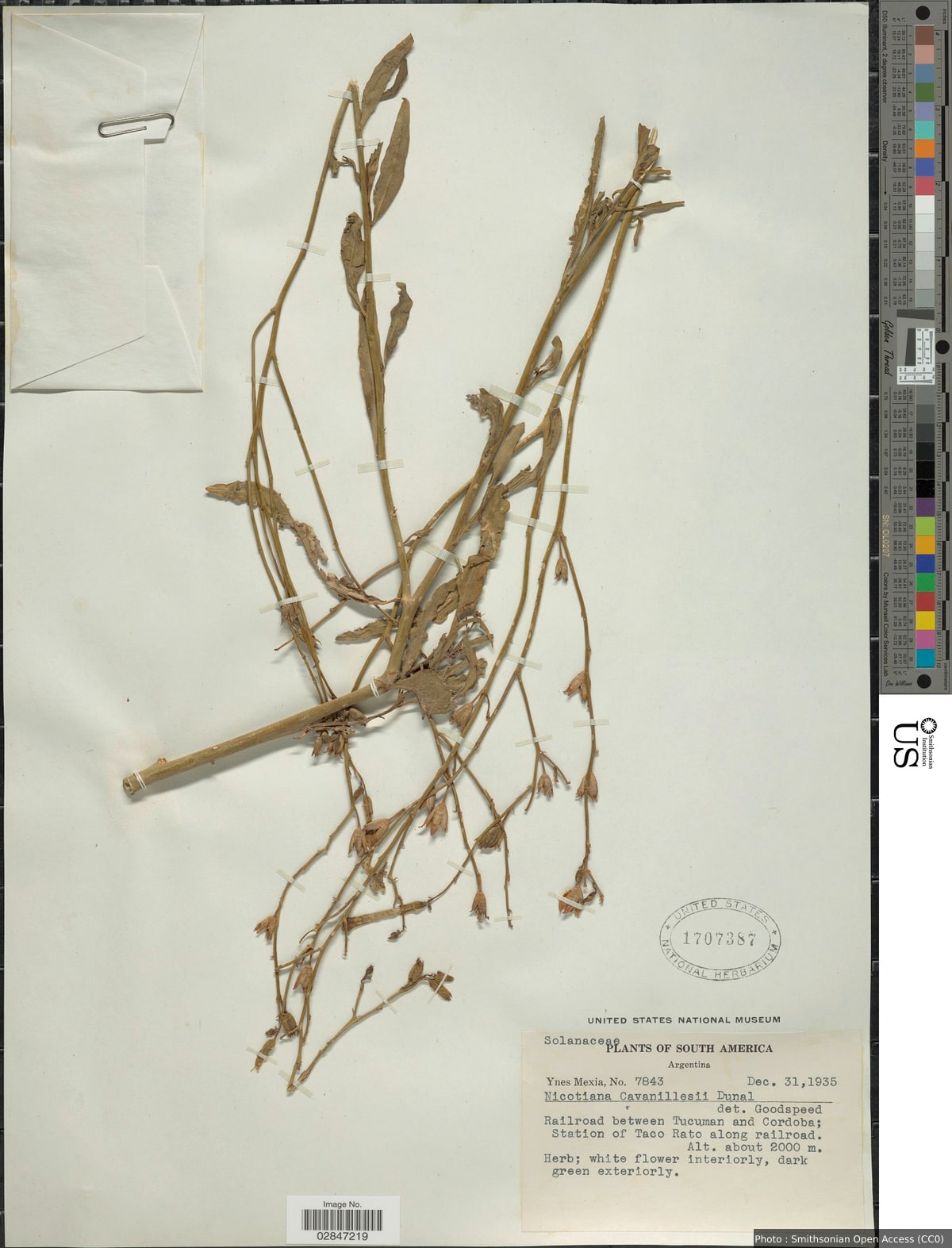 Nicotiana plumbaginifolia Viv.