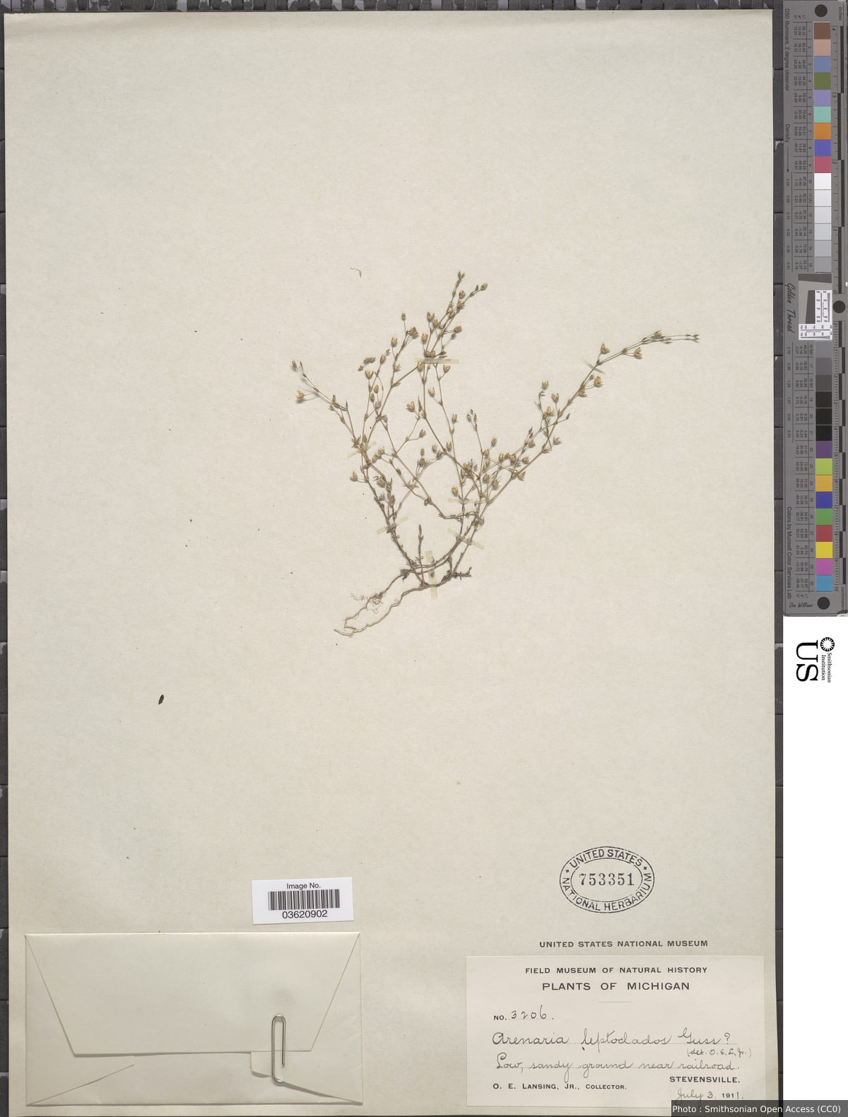 Arenaria leptoclados (Rchb.) Gussone