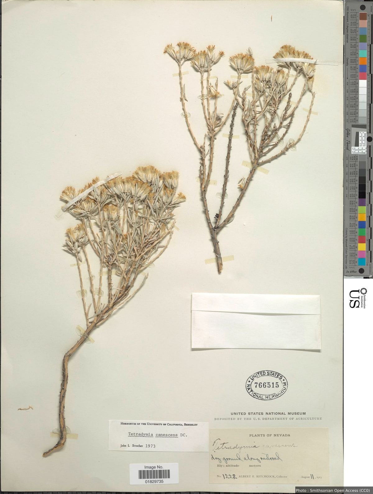 Tetradymia canescens DC.
