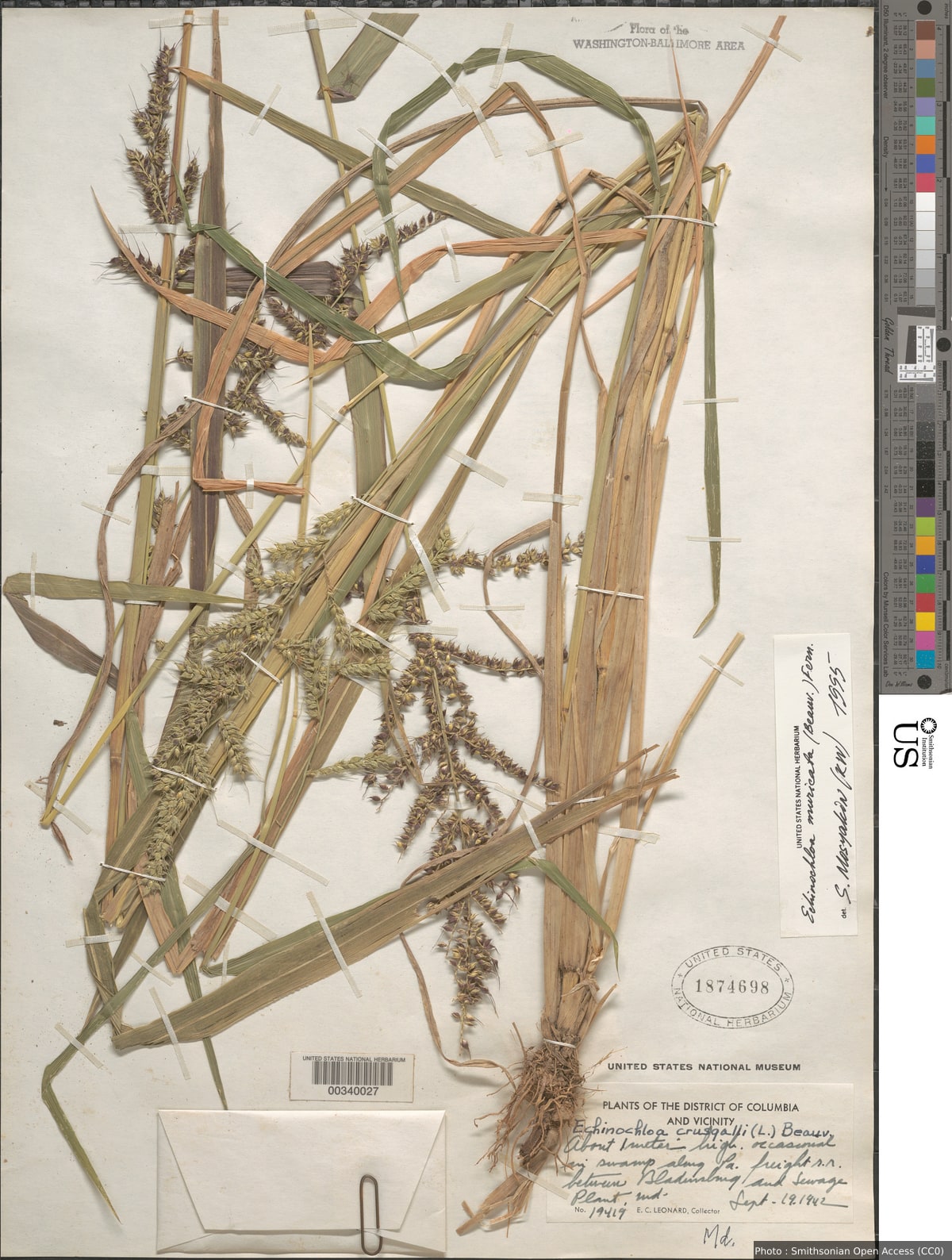 Echinochloa muricata (P. Beauv.) Fernald