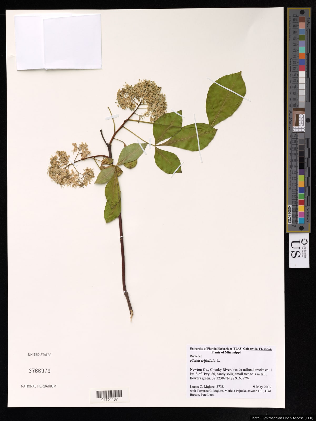 Ptelea trifoliata L.