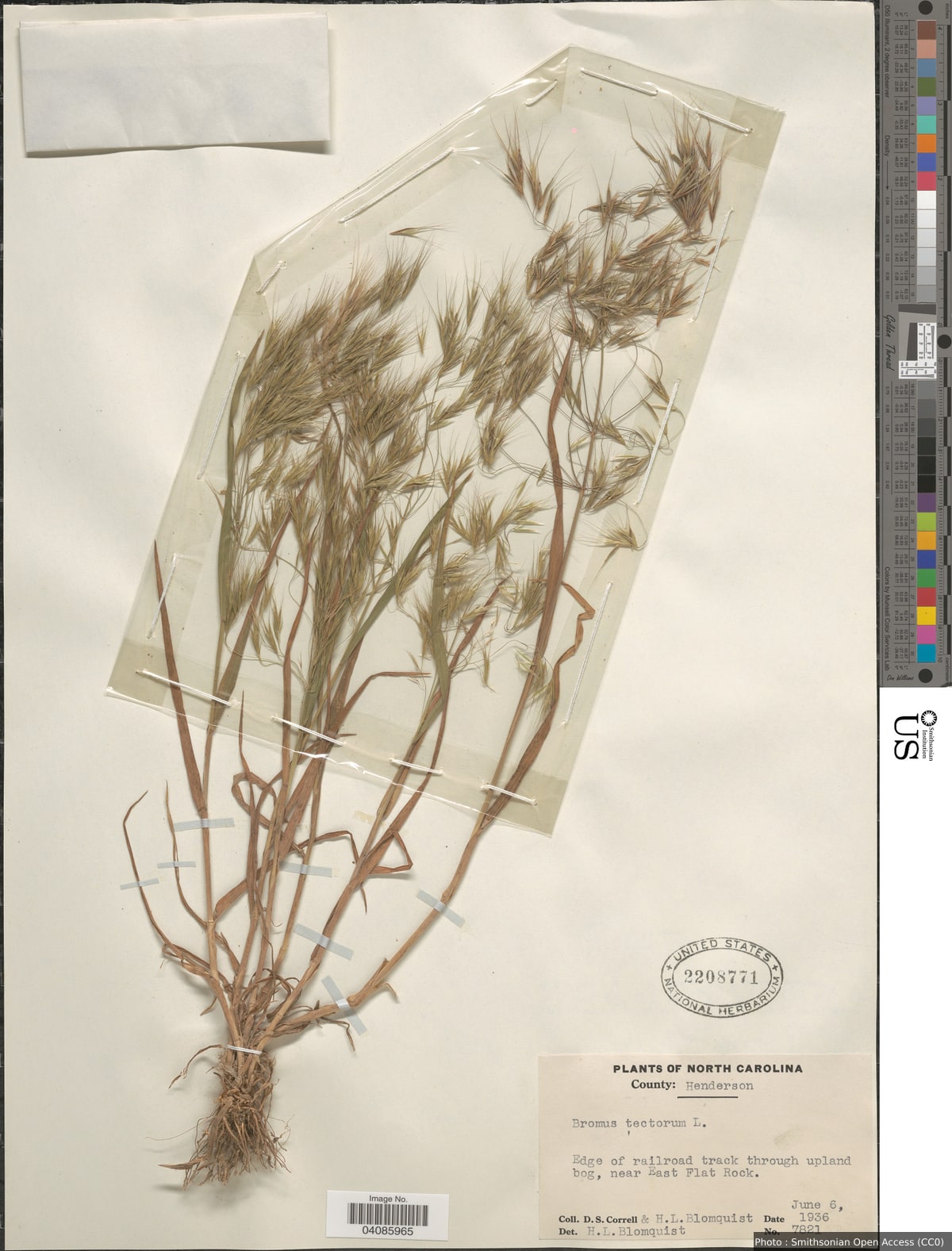 Bromus tectorum L.