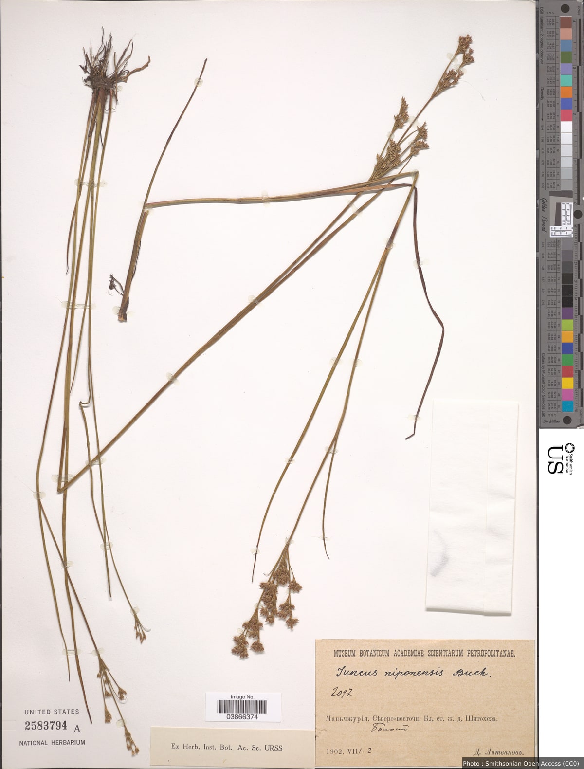 Juncus niponensis Buchenau