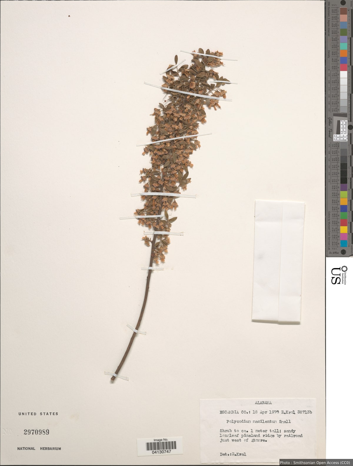 Polycodium macilentum Small