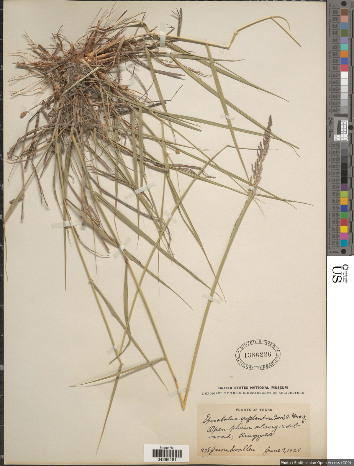Sporobolus cryptandrus (Torr.) A. Gray