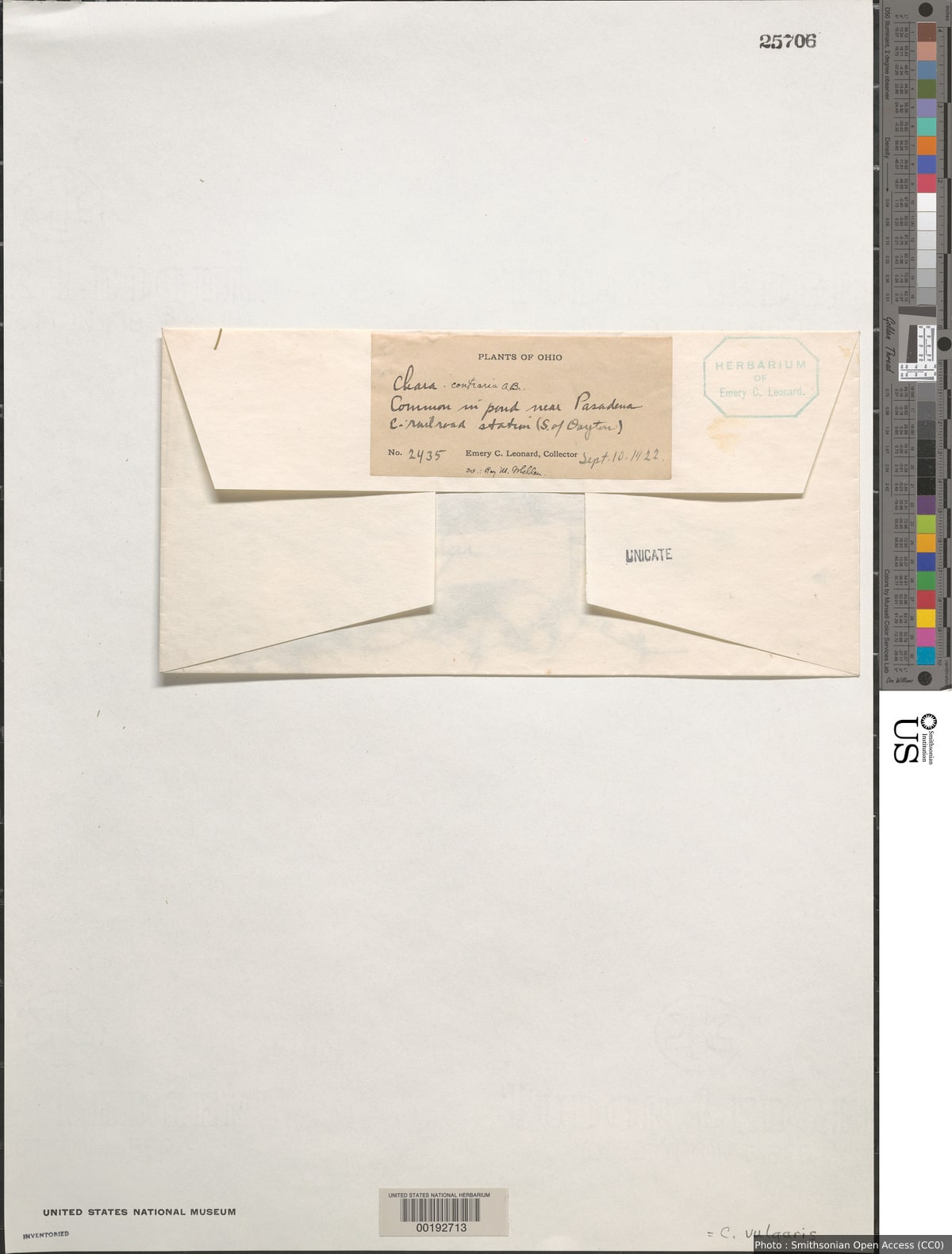Chara vulgaris L.