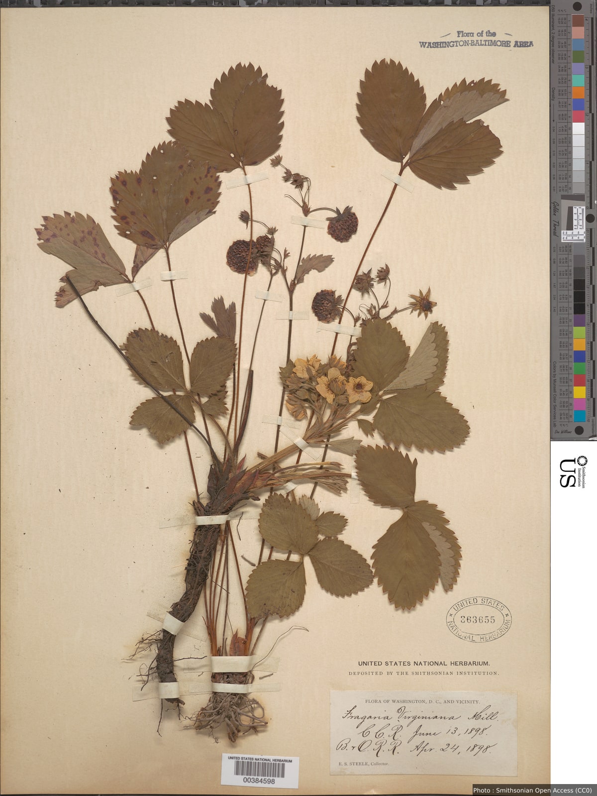 Fragaria virginiana Mill.