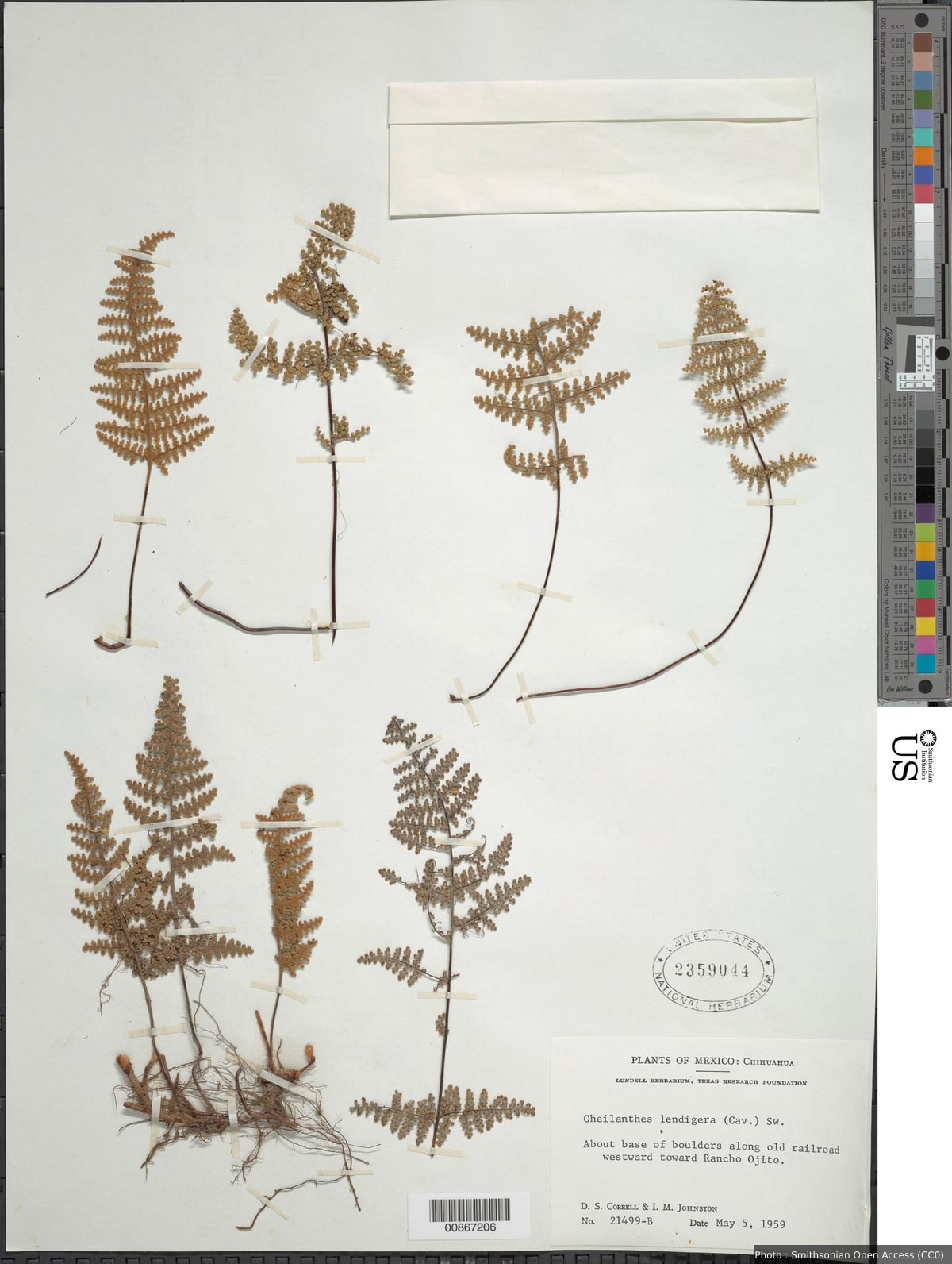 Myriopteris lendigera (Cav.) J. Sm.