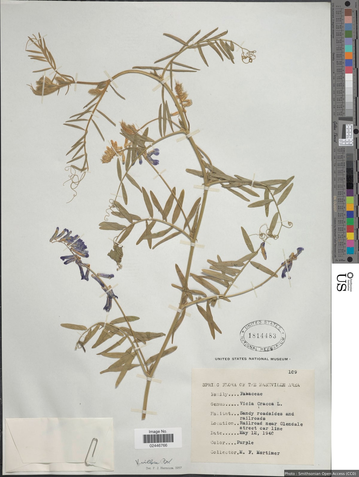 Vicia villosa Roth