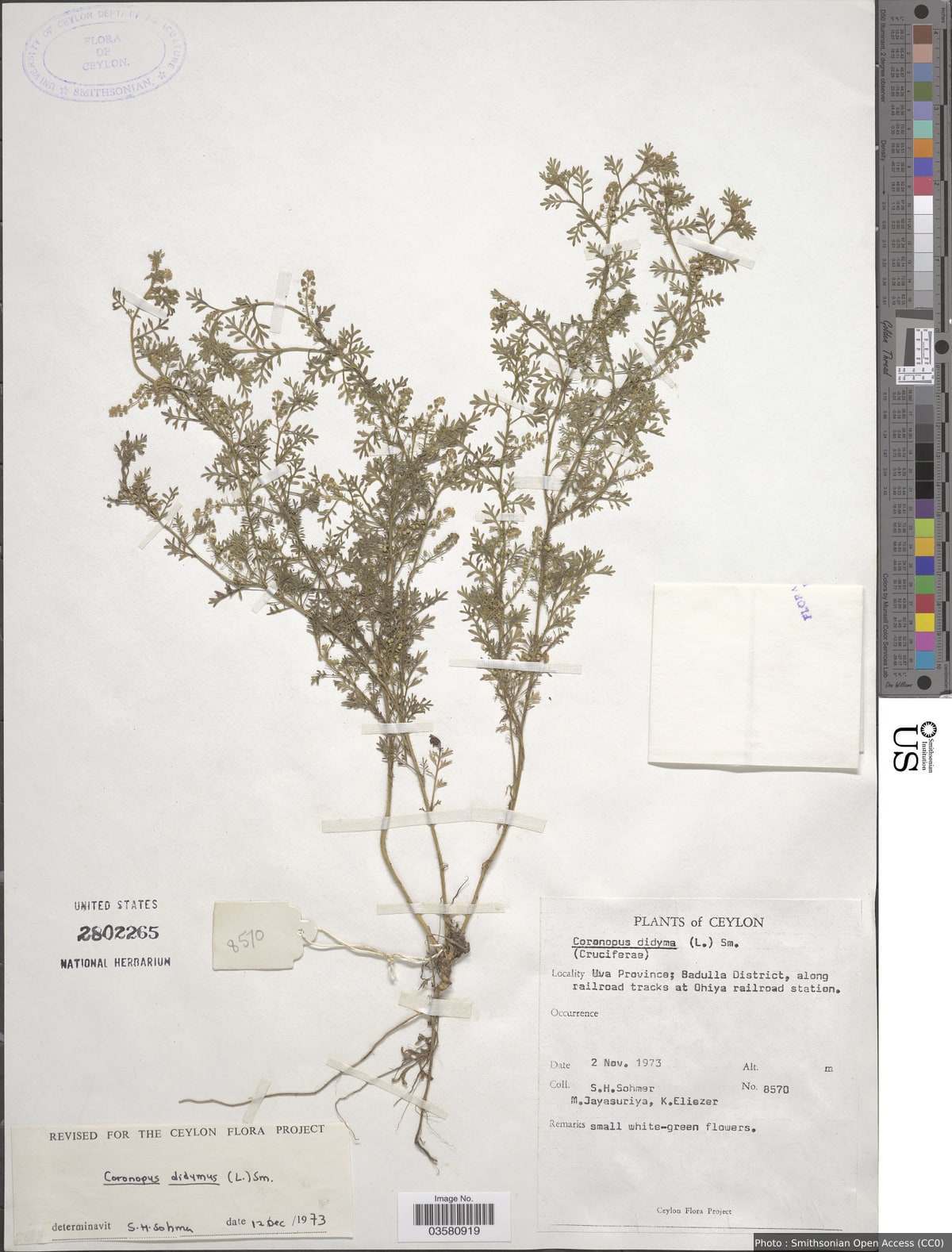Lepidium didymum L.