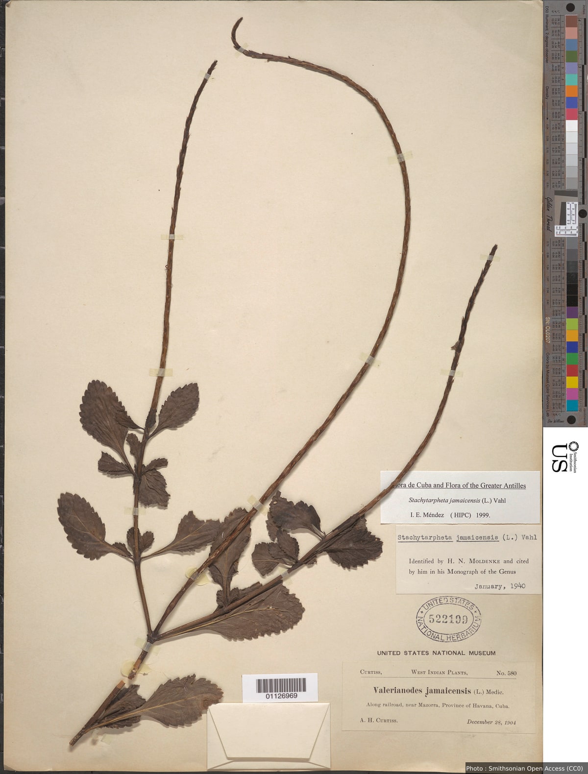 Stachytarpheta jamaicensis (L.) Vahl