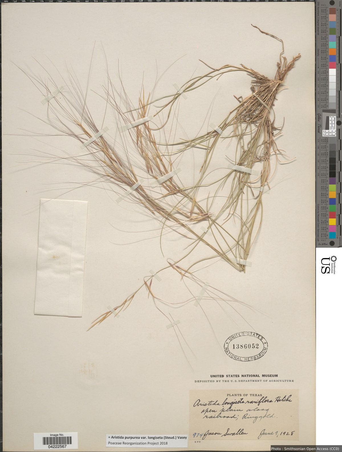 Aristida purpurea var. longiseta (Steud.) Vasey