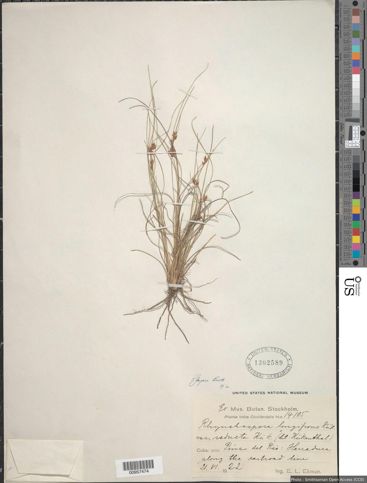 Rhynchospora gageri Britton