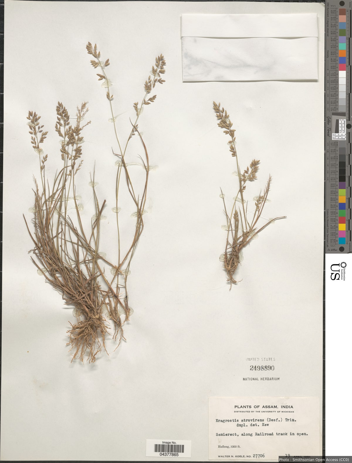 Eragrostis atrovirens Lange
