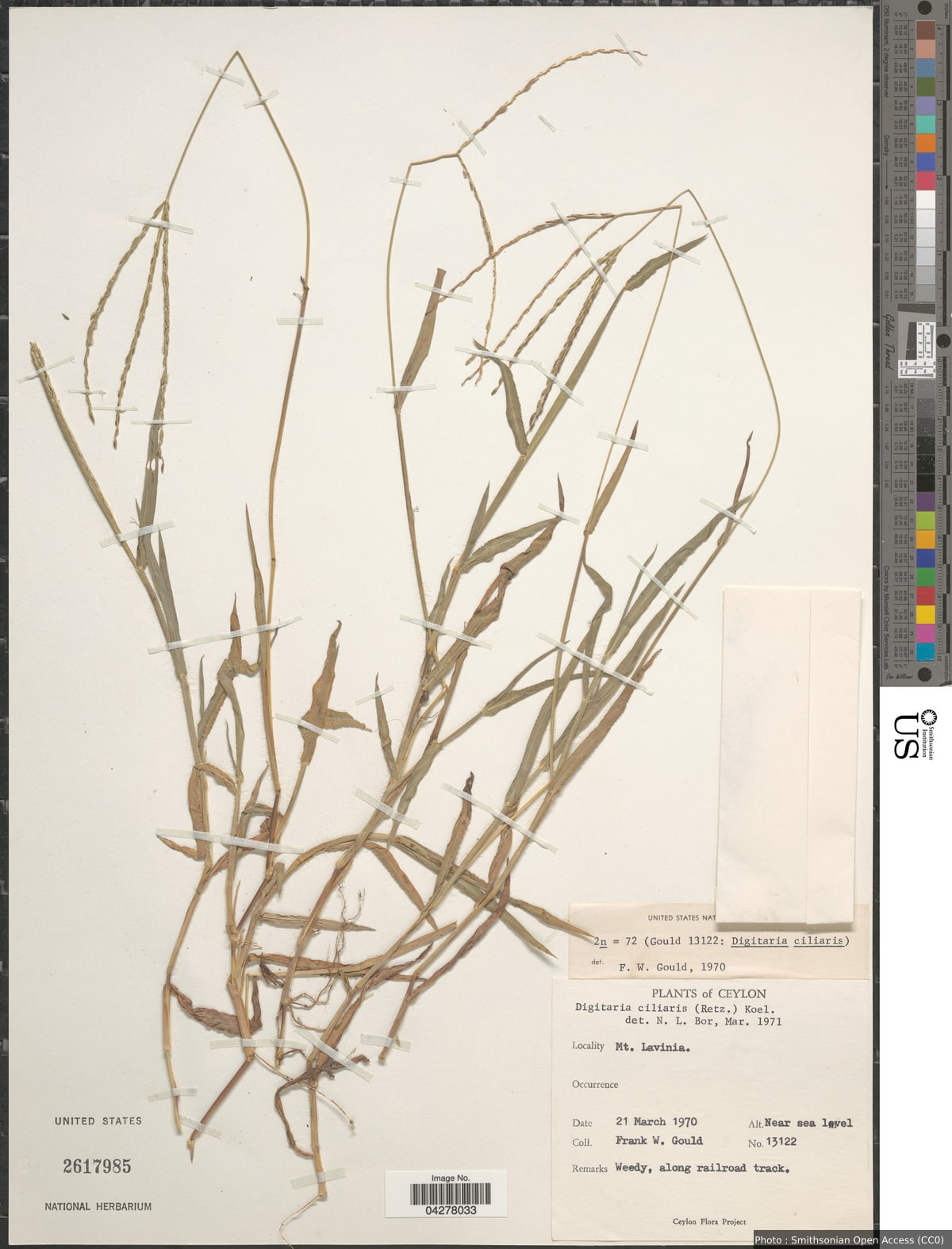 Digitaria ciliaris (Retz.) Koeler