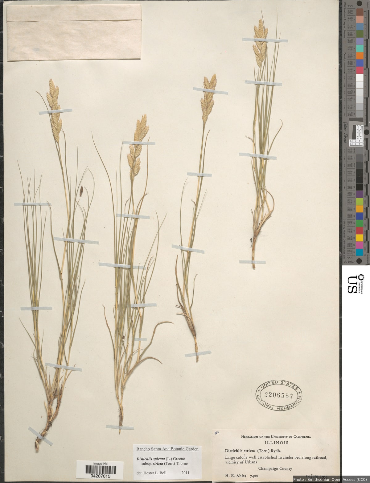 Distichlis spicata subsp. stricta