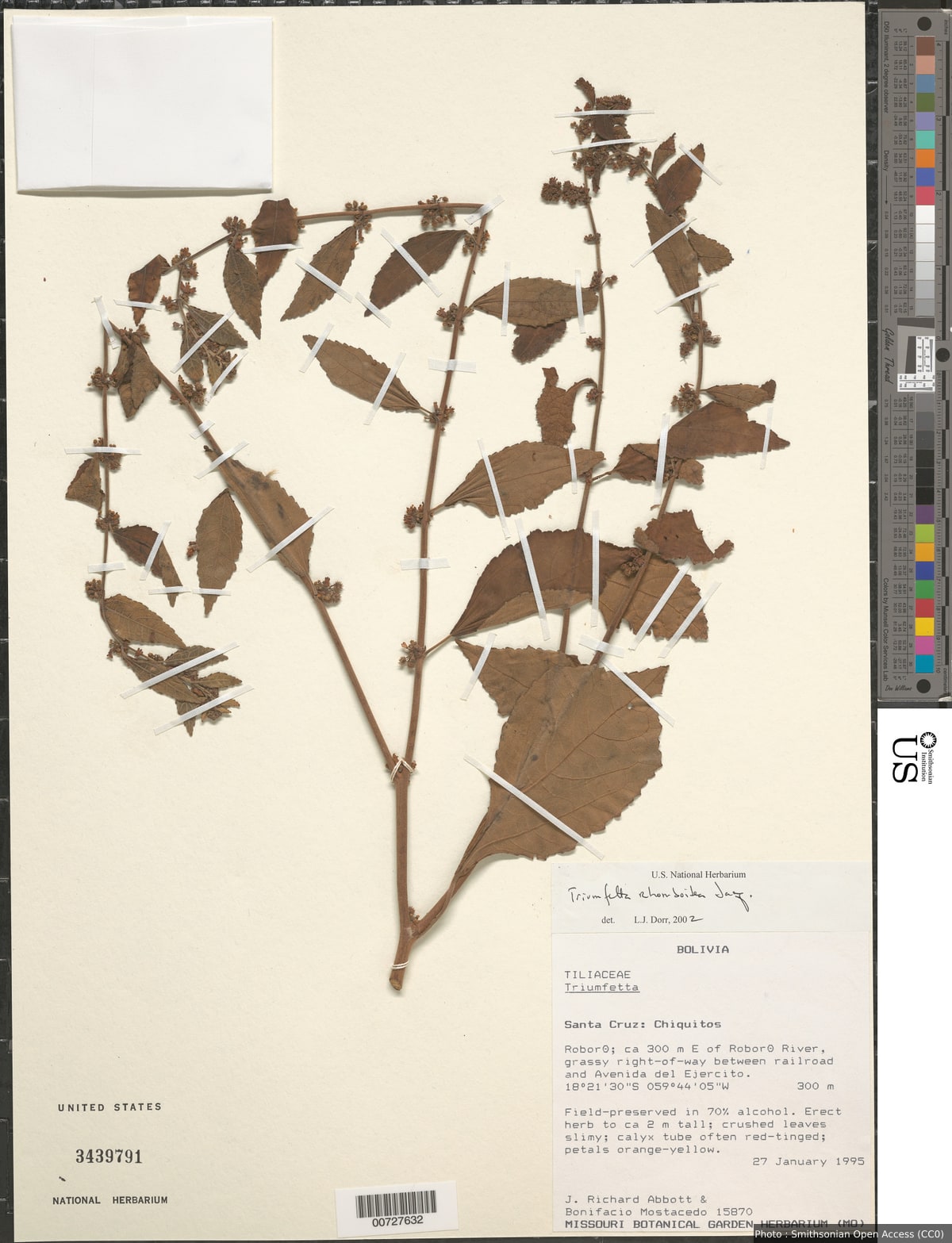 Triumfetta rhomboidea Jacq.