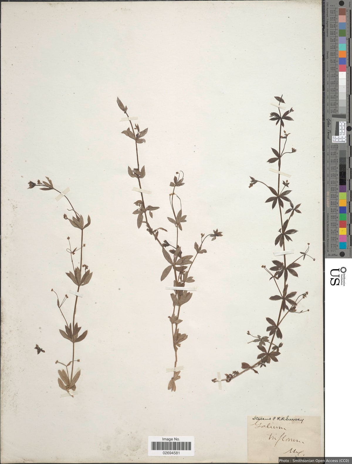 Galium triflorum Michx.